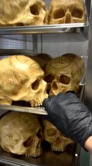 Skullcrusher Chocolate Skull