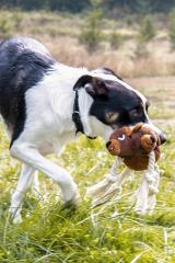 NCR Bear Pet Chew Toy