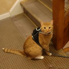 Stray x Travel Cat Harness & Leash Set